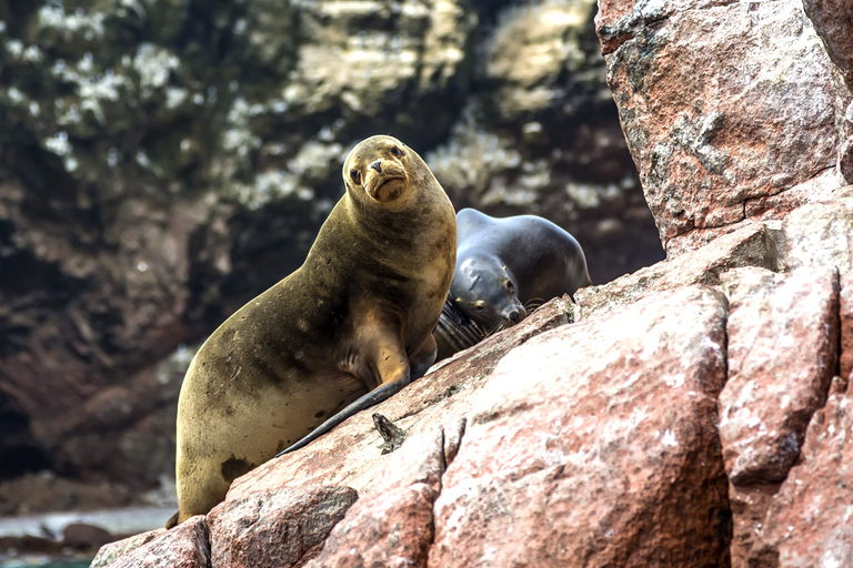 FD: Ica, Paracas - Ballestas Islands - Huacachina Excursion