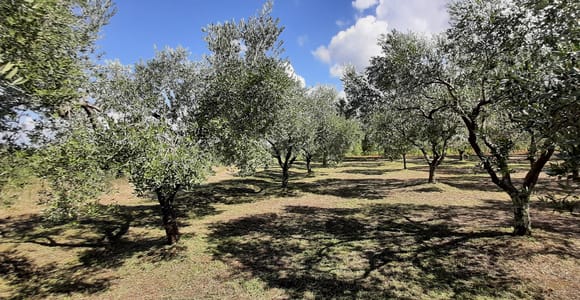 Poreč: Spaziergang durch den Olivenhain und Verkostung lokaler Produkte