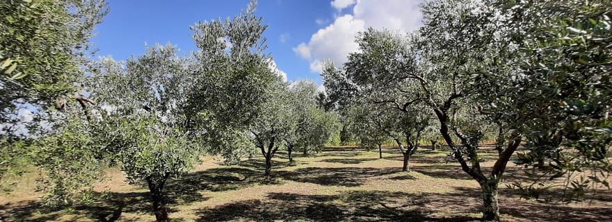 Poreč : Promenade dans une oliveraie et dégustation de produits locaux