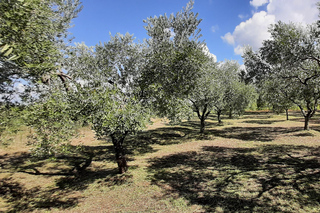 Poreč: Olive Grove Walk and Tasting with Local Products