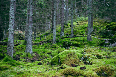 Stockholm: Vandring, utomhusmatlagning och kallvattenflytningPickup from Stockholm - drop-off Vaxholm