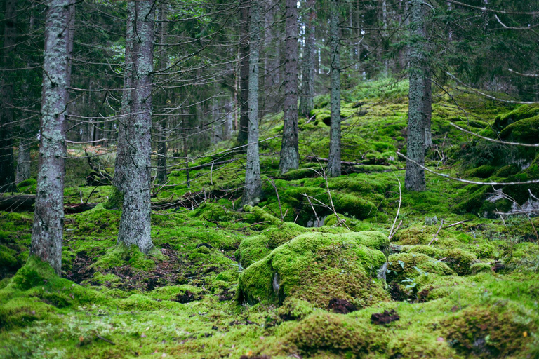 Stockholm: Vandring, utomhusmatlagning och kallvattenflytningPickup from Stockholm - drop-off Vaxholm