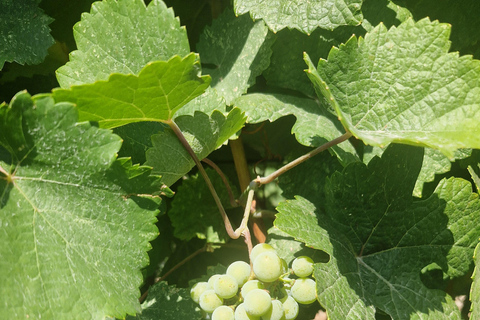 From Plovdiv: Wine Escape to the Rhodope Foothills