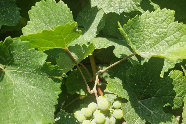 From Plovdiv: Wine Escape to the Rhodope Foothills