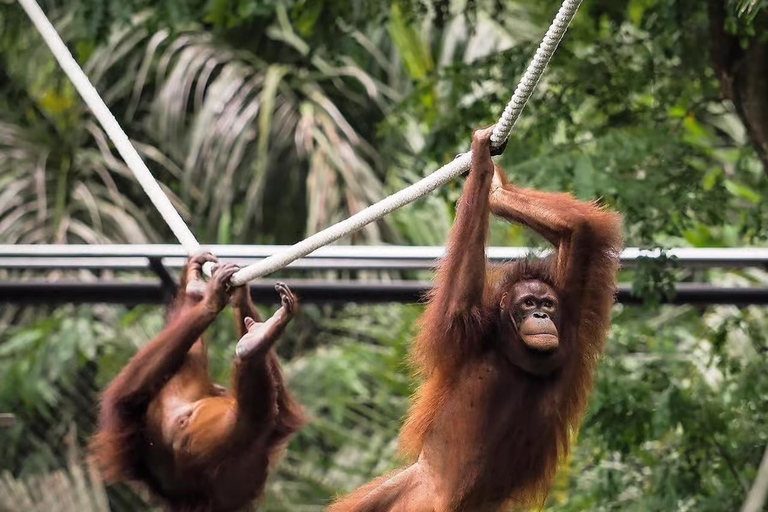 Bali Zoo: Breakfast with Observe Orangutans & Elephant Care Elephant Care & Guided Breakfast with Orangutan (Transfers)