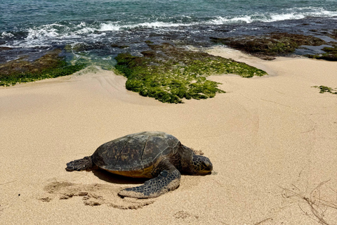 Oahu: Private Circle Island Tour – Your Group Only