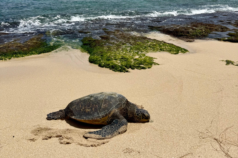 Oahu: Private Circle Island Tour – Your Group Only