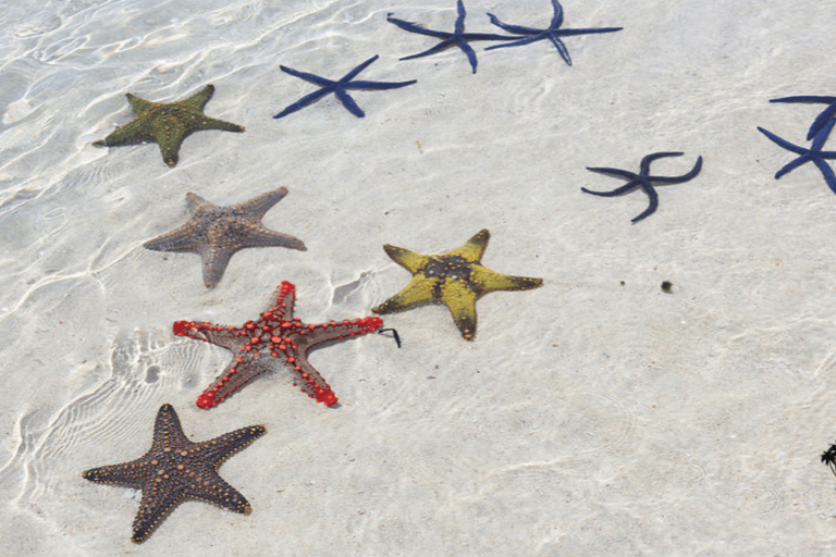 Zanzibar: Blå lagunen, sjöstjärnor och Jozani-skogenTransfer till hotell var som helst på Zanzibar