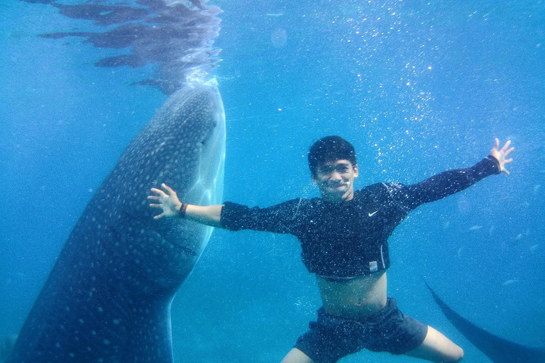 Cebu: Oslob Whale Shark Encounter &amp; SUMILON med transfer