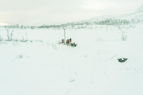 Tromsø: Dog Sledding Tour