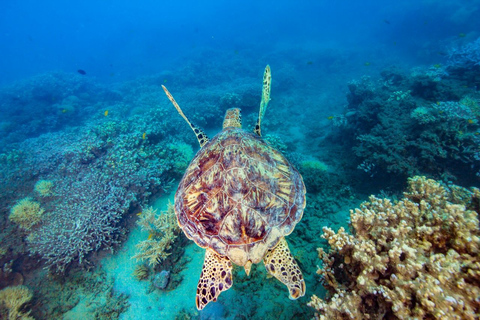 Cairns: Snorkel & Dive a Secluded Great Barrier Reef Island Fully Inclusive Tour with Tropical Buffet Lunch