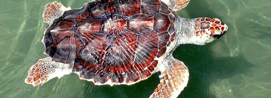 Depuis Colombo/Negombo : Galle, rivière Madu et écloserie de tortues