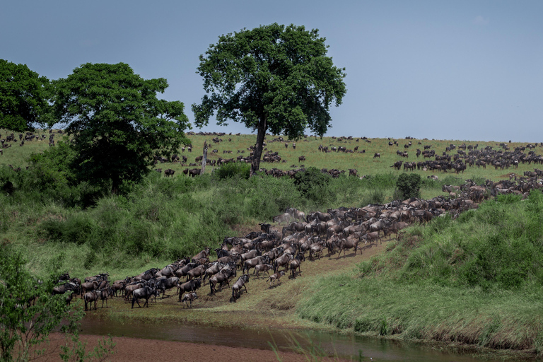 Tour nel Parco Nazionale del Serengeti e nel Cratere di Ngorongoro, partendo da ArushaEsplora il Parco Nazionale del Serengeti e il cratere di Ngorongoro per 3 giorni