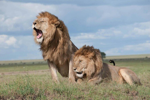 From Nairobi: Maasai Mara Fly-In Safari with Picnic
