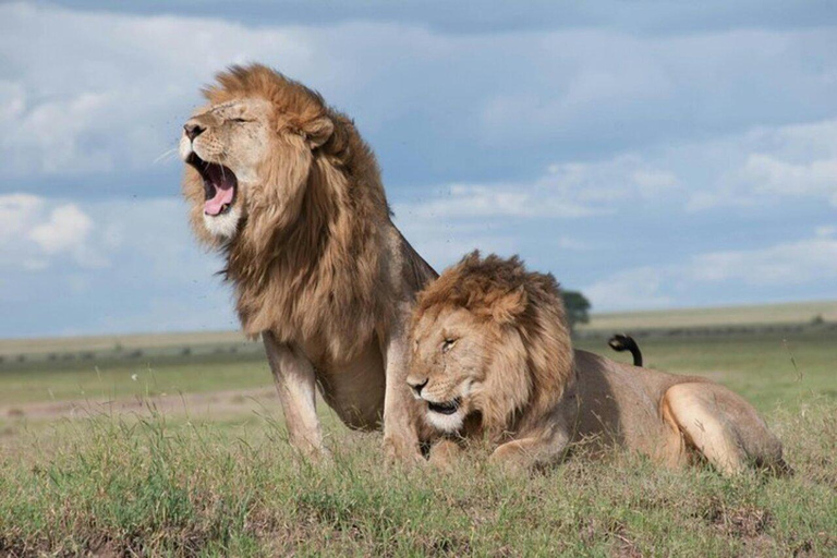 From Nairobi: Maasai Mara Fly-In Safari with Picnic