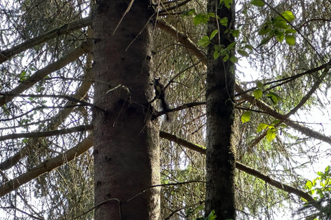 La forêt comme salle d&#039;évasion pour toute la famille