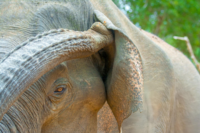 In the Wild: Minneriya National Park Safari from Sigiriya