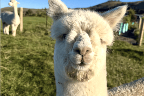 Canterbury: Shamarra Alpacas Farm Tour
