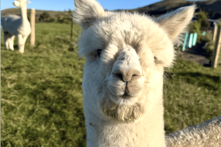 Canterbury: Shamarra Alpacas Farm Tour