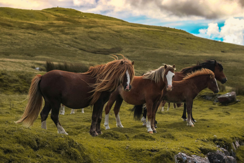 Lucerne: Horseback Riding Tour with Grooming & Saddling