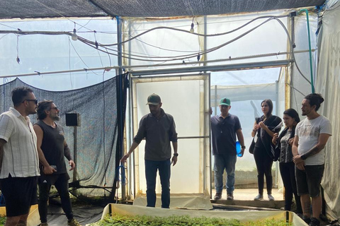 Private Medellín Cannabis Culture Tour with Lunch & Tasting