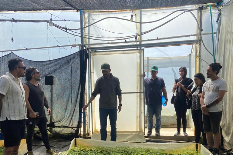 Private Medellín Cannabis Culture Tour with Lunch & Tasting