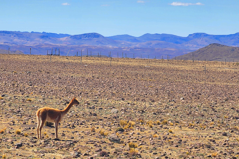 2 Day Tour to Colca Canyon