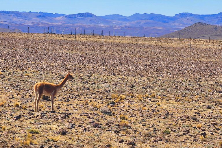 Von Puno: 2-Tages-Tour zum Colca Canyon mit Endstation in Arequipa