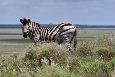 From Maputo: 2 Day 1 night Maputo N. Park Safari & Beach
