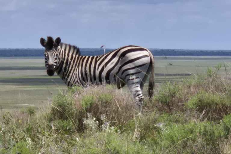 From Maputo: 2 Day 1 night Maputo N. Park Safari & Beach