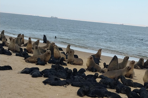 Walvis Bay: Pelican Point Zeehonden en Sandwich Haven Tour