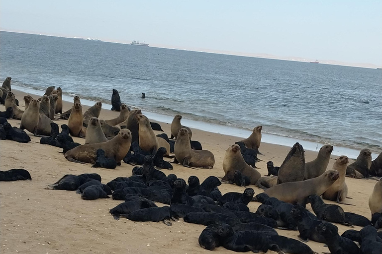 Walvis Bay: Pelican Point Seal och Sandwich Harbour Tour