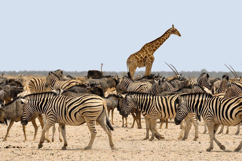 7-tägige Gruppensafari ab Sansibar: