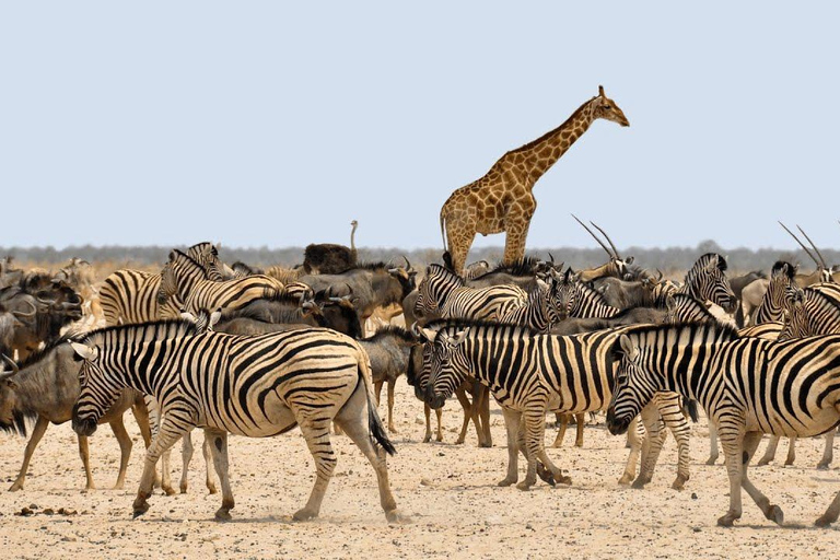 7-tägige Gruppensafari ab Sansibar: