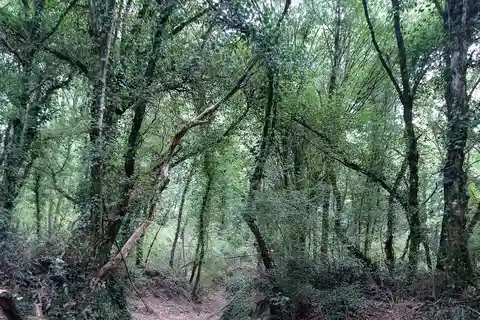 Da Roma: Trekking al Bosco di Cesano con pranzo