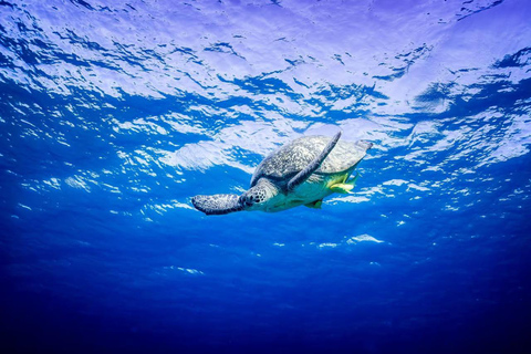 Marsa Mubarak Sea Turtles Trip with Optional Diving with 1 Intro-dives, Snorkelling, Lunch