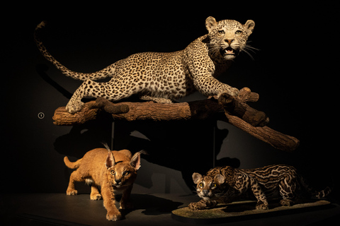 Natural History Museum LA: Entry + Fierce! The Story of Cats Fierce! The Story of Cats Special Exhibition - Weekends