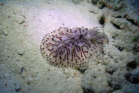 Hurghada: Beginner Diving Trip with Lunch, Transfer & Gear Boat Cruise with 2 Snorkeling Sites with Lunch & Transfer