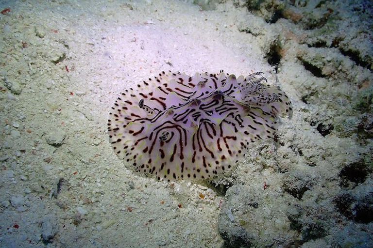 Hurghada: Beginner Diving Trip with Lunch, Transfer & Gear Boat Cruise with 2 Snorkeling Sites with Lunch & Transfer