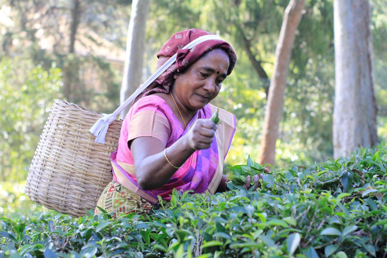 Sigiriya, Tea Plucking & Waterfalls visit 3Days Private tour Colombo : Sigiriya ,Kandy & Waterfall ,Tea factory Visit