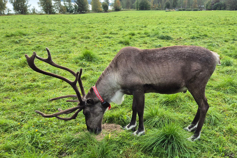 Rovaniemi: Ranua Zoo Tickets & Transportation. 4 people Rovaniemi: Ranua Zoo Tickets and Transportation. PETS