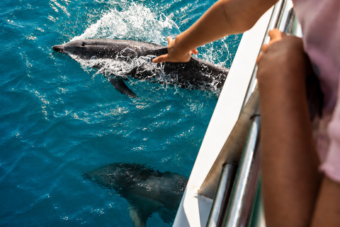 Port Stephens: Dolphin Discovery Cruise