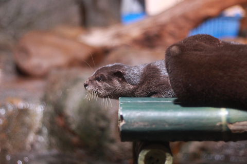Bangkok: biglietto d'ingresso al SEA LIFE Bangkok Ocean WorldPrenotazione anticipata per date fuori stagione