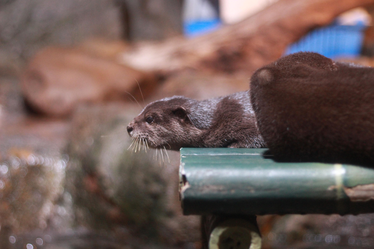 Bangkok: biglietto d'ingresso al SEA LIFE Bangkok Ocean WorldPrenotazione anticipata per date fuori stagione