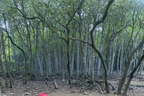 From Ho Chi Minh City: Can Gio Monkey Island 1-Day Tour Regular Group Tour: Ho Chi Minh City to Can Gio & Lunch