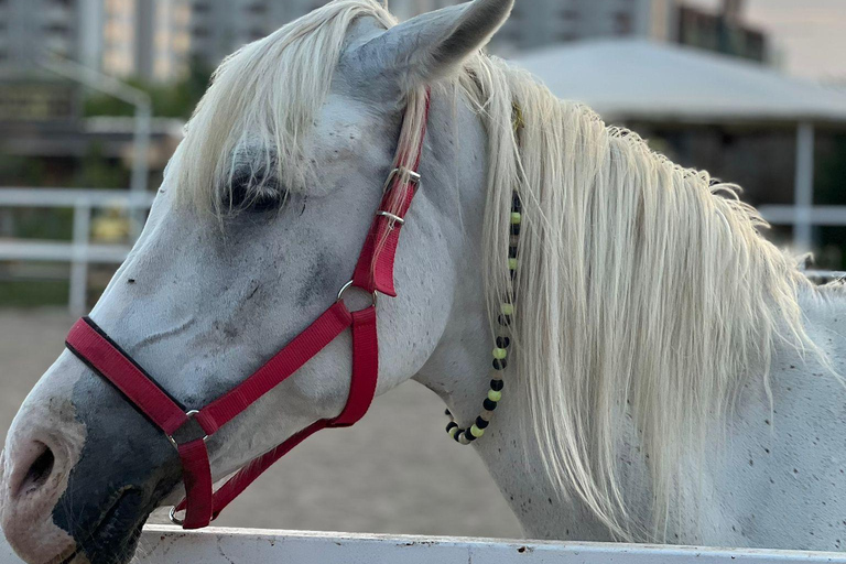 Antalya: Deniz Molalı At Safarisi Lara Deniz ve Nehir Kenarı Safari