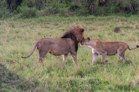 3 giorni di safari nel famoso maasai mara