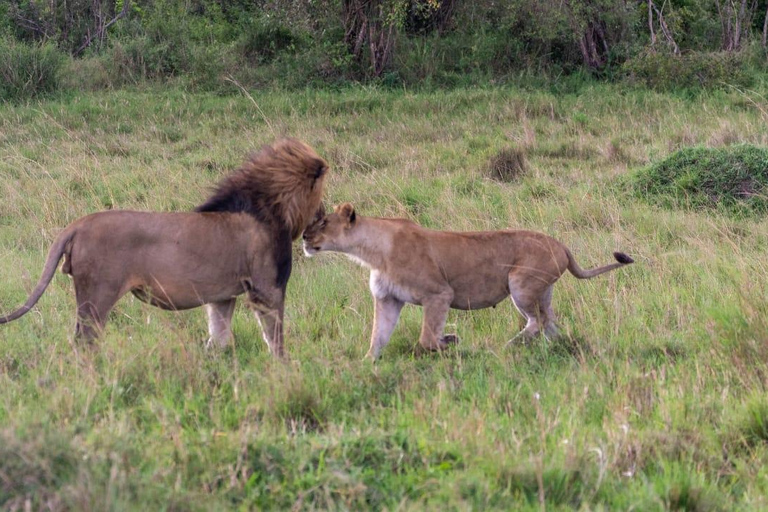 3 giorni di safari nel famoso maasai mara