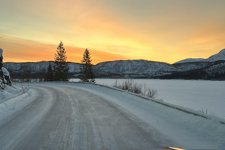 Narvik/Harstad : Excursion d&#039;une journée dans les Fjords avec arrêt à la ferme des rennes