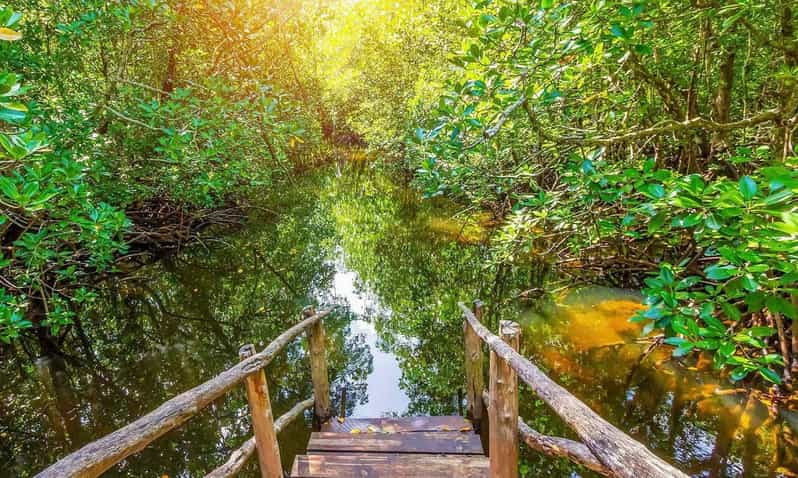 Manglar en Zanzíbar.